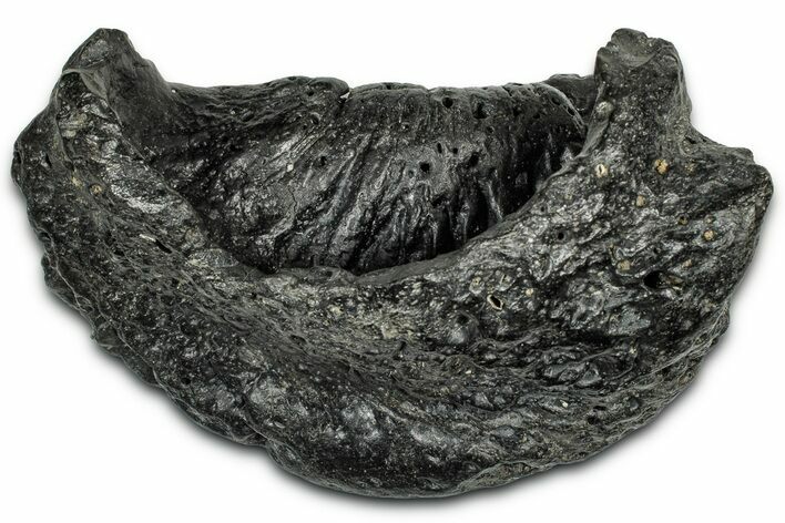 Huge Fossil Whale Ear Bone - South Carolina #358961